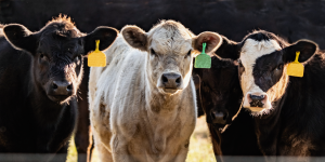 US FDA, NIST Collaborate To Standardize Genomic Alterations of Gene-Edited Livestock