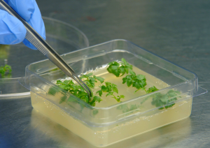 Proprietary CRISPR Technology Accelerates Innovation in Agriculture Products, Supply Chains, and Production Systems