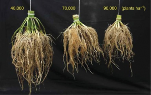 Mining genes regulating root system architecture in maize based on data integration analysis