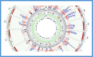 Meta-analysis of seed weight QTLome using a consensus and highly dense genetic map in Brassica napus L.