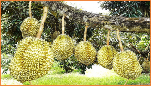 Resequencing of durian genomes reveals large genetic variations among different cultivars