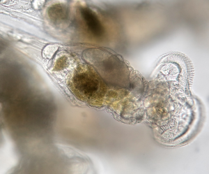 CRISPR Gene Editing in a Rotifer