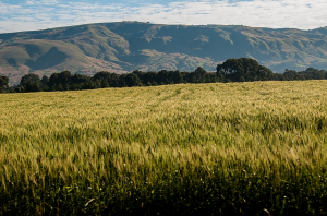 Joint Statement from CGIAR System Board and ICRISAT Board Chairs