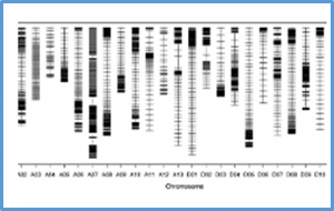 Genetic dissection of lint percentage in short-season cotton using combined QTL mapping and RNA-seq