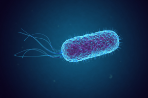 Bioengineered Bacteria to Produce Electricity from Wastewater
