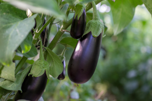 New Insights into CRISPR-Cas9 sgRNA Design for Plants