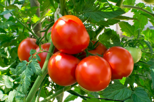Gene Editing Creates Early Flowering Mutants of Tomato