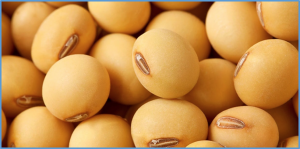Models to estimate genetic gain of soybean seed yield from annual multi environment feld trials