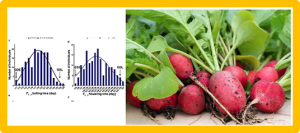 Fine mapping and analysis of candidate genes for qBT2 and qBT7.2 locus controlling bolting time in radish (Raphanus sativus L.)