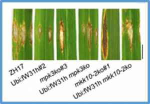 Phosphorylation and ubiquitination of OsWRKY31 are integral to OsMKK10-2-mediated defense responses in rice