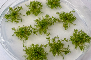 Redesigning Genome May Turn Moss into a Biofactory of Medicines