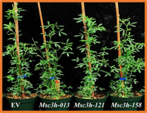 Mutating alfalfa COUMARATE 3-HYDROXYLASE using multiplex CRISPR/Cas9 leads to reduced lignin deposition and improved forage quality