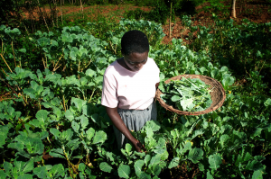 UN global climate report: a stark reminder of the urgent need to leverage agrifood solutions