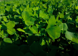 Genetically Engineered Clover Undergoing Trials in Australia