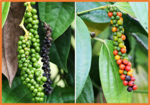 Genetic diversity, mating type and pathogenicity of two Phytophthora species infecting black pepper in India