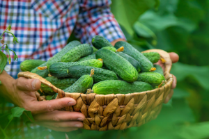 Chinese Researchers Pinpoint Protein that Regulates Cucumber Leaf Size and Fruiting Ability