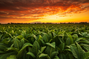 Researchers Pinpoint Gene for Tobacco Resistance Against Chilli Veinal Mottle Virus