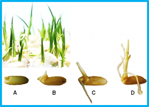 OsSCYL2 is Involved in Regulating ABA Signaling-Mediated Seed Germination in Rice 