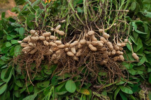 Enhancing peanut nutritional quality by editing AhKCS genes lacking natural variation