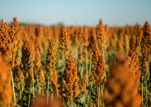 Study Identifies Rhizobacteria to Fight Striga and Boost Sorghum Yields in Ethiopia