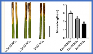 Transcriptome analysis of differentially expressed genes in rice seedling leaves under different nitrate treatments on resistance to bacterial leaf blight