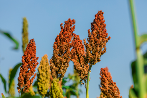 CABBI Engineers Bioenergy Crops for Improved Water Efficiency