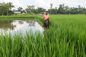 Webinar highlights innovations for climate-resilient agriculture in Asian Mega-Deltas