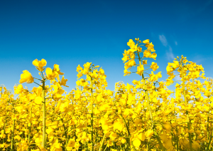 COGEM Releases Advice on Renewal of Import and Processing of GM Cotton MON15985