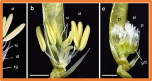 GW3, encoding a member of the P450 subfamily, controls grain width by regulating the GA4 content in spikelets of rice (Oryza sativa L.)