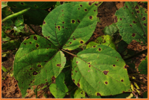QTL-seq and QTL mapping identify a new locus for Cercospora leaf spot (Cercospora canescens) resistance in mungbean (Vigna radiata) and a cluster of Receptor-like protein 12 (RLP12) genes as candidate genes for the resistance