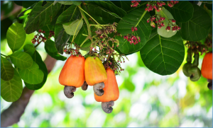 Microsatellite markers development and molecular fingerprinting of cashew cultivars