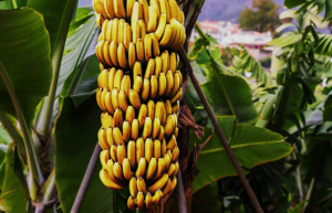 MaGA20ox2f, an OsSD1 homolog, regulates flowering time and fruit yield in banana