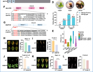 Generation of novel bpm6 and dmr6 mutants with broad-spectrum resistance using a modified CRISPR/Cas9 system in Brassica oleracea