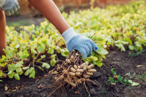 Scientists Use CRISPR to Develop Fragrant Peanuts