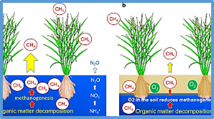 Breeding rice for a changing climate by improving adaptations to water saving technologies