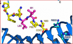 Molecular mechanism for the recognition of sequence-divergent CIF peptides by the plant receptor kinases GSO1/SGN3 and GSO2
