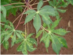 Cassava mosaic disease: a review of a threat to cassava production in Zambia