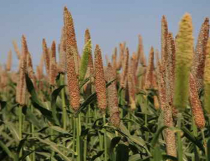 Identification of heterotic groups in South-Asian-bred hybrid parents of pearl millet