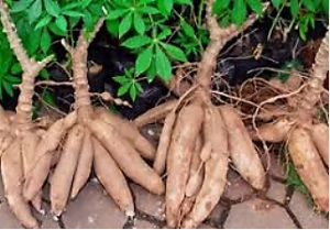 Genomic and Transcriptomic Analysis Identified Novel Putative Cassava lncRNAs Involved in Cold and Drought Stress.