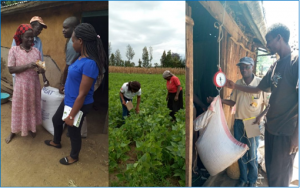 Distributing high-iron and zinc bean varieties to women farmers during COVID-19