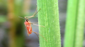 Genetic analysis and fine mapping of the gall midge resistance gene Gm5 in rice (Oryza sativa L.)