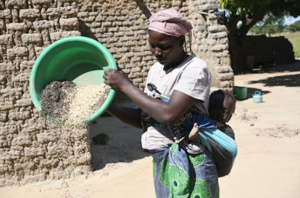 Ignorance Is No Bliss; Children&rsquo;&rsquo;s Education Is A Priority Say Sorghum Farmers In Mali