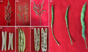 Creation of fertility-restored materials for Ogura CMS in Brassica oleracea by introducing Rfo gene from Brassica napus via an allotriploid strategy