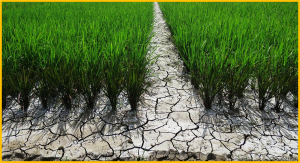 OsbZIP27 coordinates with OsHUB1 and OsHUB2 to modulate drought tolerance in rice