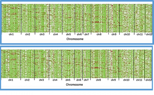 Heterosis-associated genes confer high yield in super hybrid rice