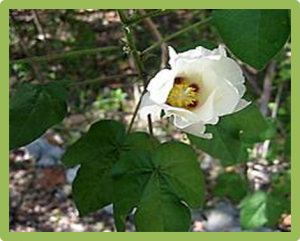 Extensive haplotypes are associated with population differentiation and environmental adaptability in Upland cotton (Gossypium hirsutum)