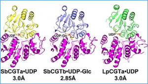 Dissection of the general two-step di-C-glycosylation pathway for the biosynthesis of (iso)schaftosides in higher plants
