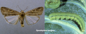 A receptor-like protein mediates plant immune responses to herbivore-associated molecular patterns