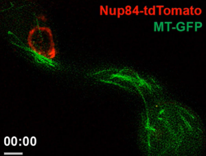 Nup84 persists within the nuclear envelope of the rice blast fungus, Magnaporthe oryzae, during mitosis
