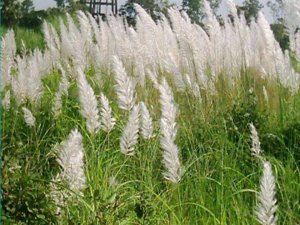 Characterization of a Saccharum spontaneum with a basic chromosome number of x&thinsp;=&thinsp;10 provides new insights on genome evolution in genus Saccharum